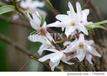 Sekkoku: Hanging basket of Ishige (Dendrobium · Monili foreme) 7709544