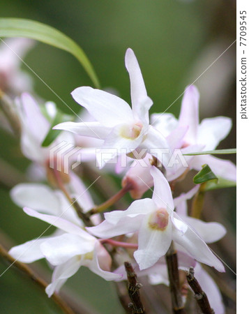 Sekkoku: Hanging basket of Ishige (Dendrobium · Monili foreme) 7709545