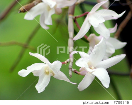 Sekkoku: Hanging basket of Ishige (Dendrobium · Monili foreme) 7709546