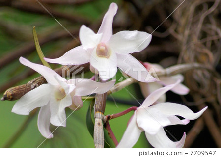 Sekkoku: Hanging basket of Ishige (Dendrobium · Monili foreme) 7709547