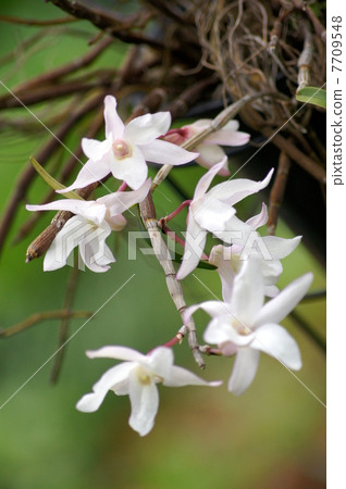 Sekkoku: Hanging basket of Ishige (Dendrobium · Monili foreme) Sekkoku: Hanging basket of Ishige (Dendrobium · Monili foreme) 7709548
