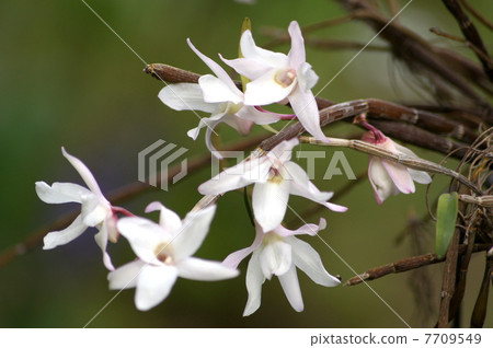 Sekkoku: Hanging basket of Ishige (Dendrobium · Monili foreme) 7709549