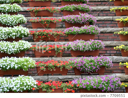 Potted flowers arranged in stone steps (petunia, porchura) 7709551