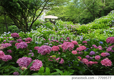 Hydrangea / Shimoda Park 7709577