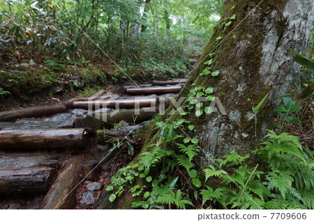 從Hatuchi通行證下雨的樹路 7709606