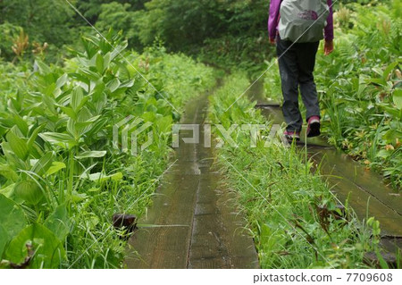 雨後的小澤原雨 雨後的小澤原雨 7709608