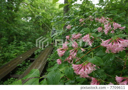 A mountain road going to Ozegahara Taniutsugi 7709611