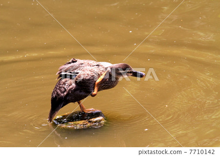 Cogamo假裝 7710142