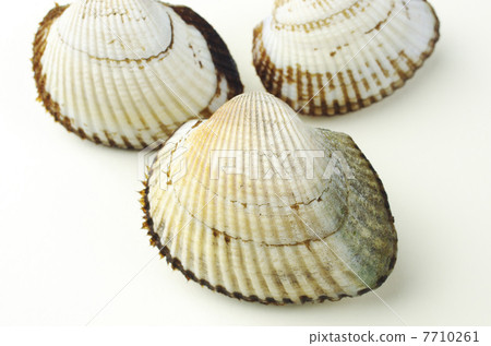 Three salmonheads 7710261