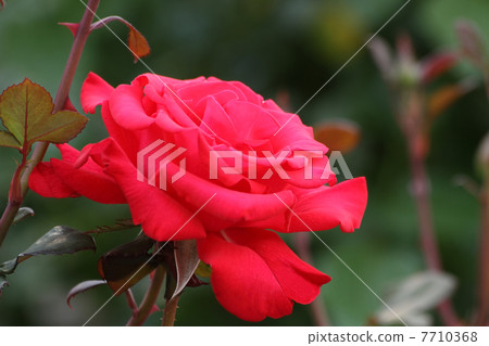 Timeless '98 7710368