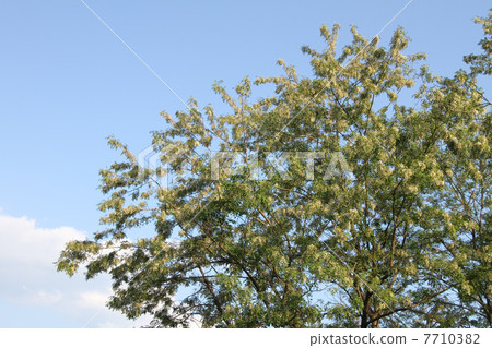 Harienge Harienge 7710382