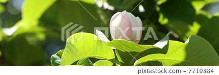 Receive blooming Oyama Renka 7710384