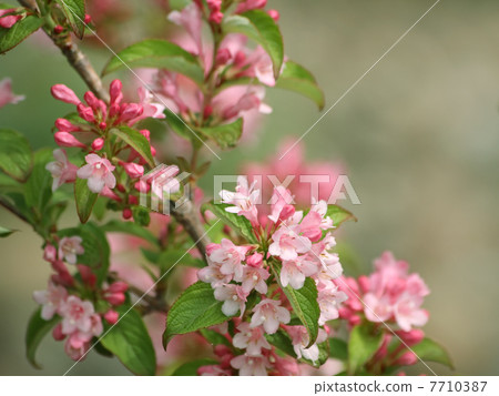 Weigela 7710387
