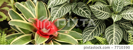 Neoregeria Neoregeria 7710390