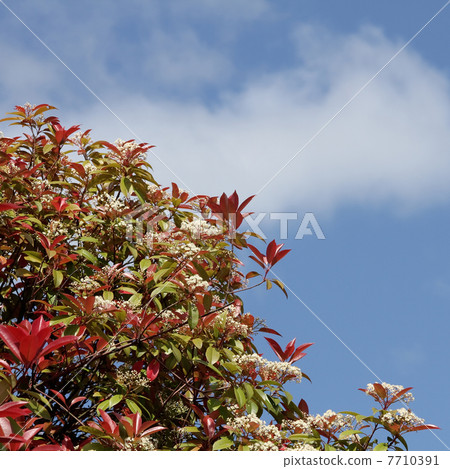 Benikanamemochi Benikanamemochi 7710391