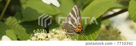 Yabudemari and Takafusimi Yabudemari and Takafusimi 7710392