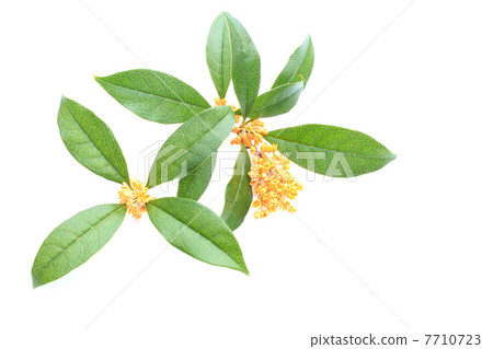 The scent of the quince 7710723