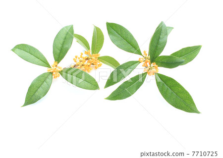 The scent of the quince The scent of the quince 7710725