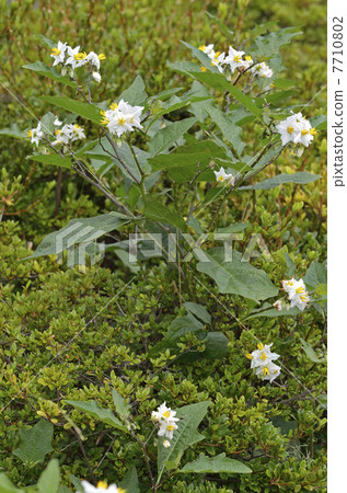 白筍（白花壞茄子） 7710802