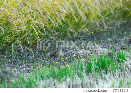 Quail Quinna Quail Quinna 7711114