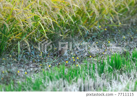 Quail Quinna 7711115