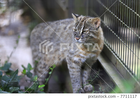 對馬eumaneko 對馬eumaneko 7711117