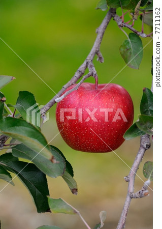 Apple  7711162