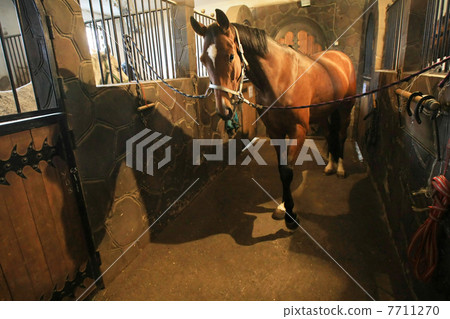 horse in stable horse in stable 7711270