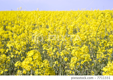 Rape field 7711331
