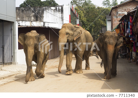 Elephants on the srtreet Elephants on the srtreet 7711340