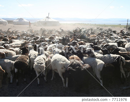 Herd of goats Herd of goats 7711976