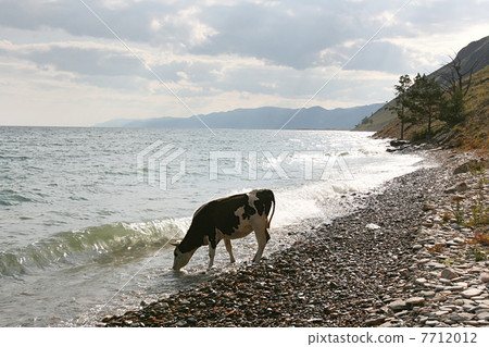 Cows on the coast of Baikal lake 7712012