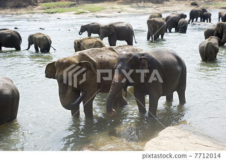 Elephants bathing Elephants bathing 7712014