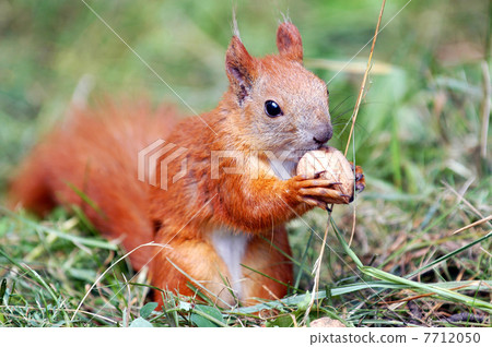 squirrel with a nut 7712050