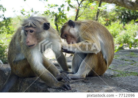 Two monkey 7712096