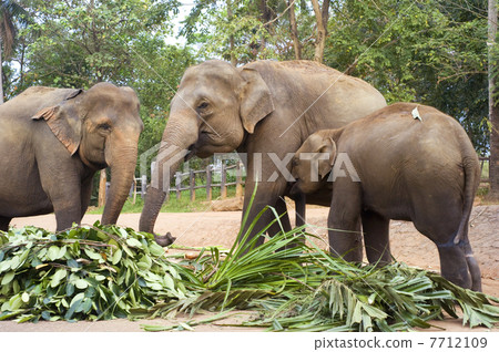 Elephant family Elephant family 7712109