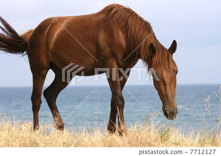 Horse Horse 7712127