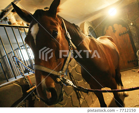 Horse in stable Horse in stable 7712150
