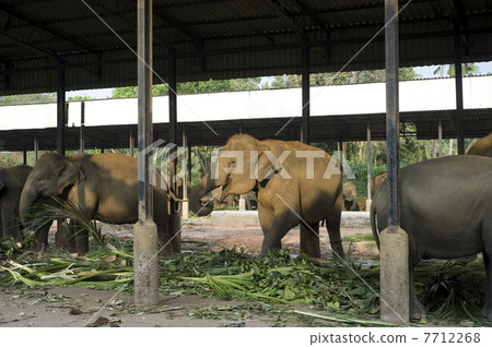 Elephants Elephants 7712268