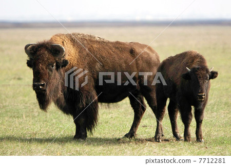 buffalos 7712281