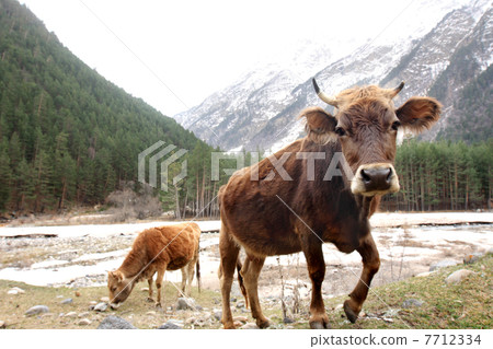 Cows on the meadow 7712334