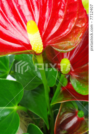 Bloom this flower anthurium 7712407