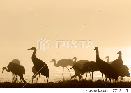Canadian cranes in the morning glow 7712445