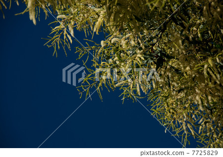 金合歡花 7725829