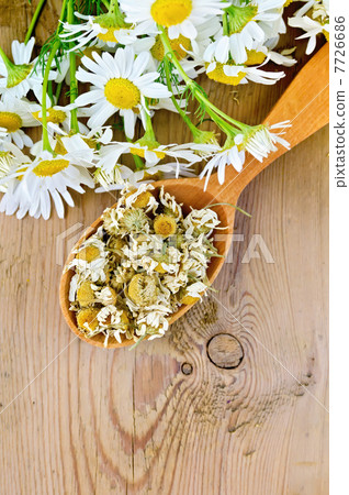 Herbal tea from chamomile dry and fresh on the spoon Herbal tea from chamomile dry and fresh on the spoon 7726686