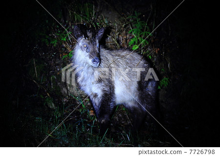 Japanese serow Japanese serow 7726798