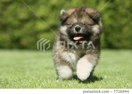 Caucasian Shepherd dog puppy running 7726844