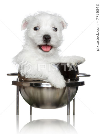 West Highland White Terrier puppy 7726848