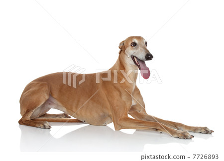 Greyhound dog on white background Greyhound dog on white background 7726893