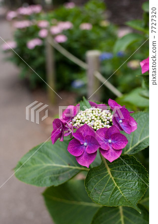 hydrangea hydrangea 7727320